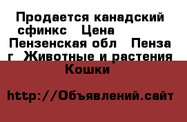Продается канадский сфинкс › Цена ­ 5 000 - Пензенская обл., Пенза г. Животные и растения » Кошки   